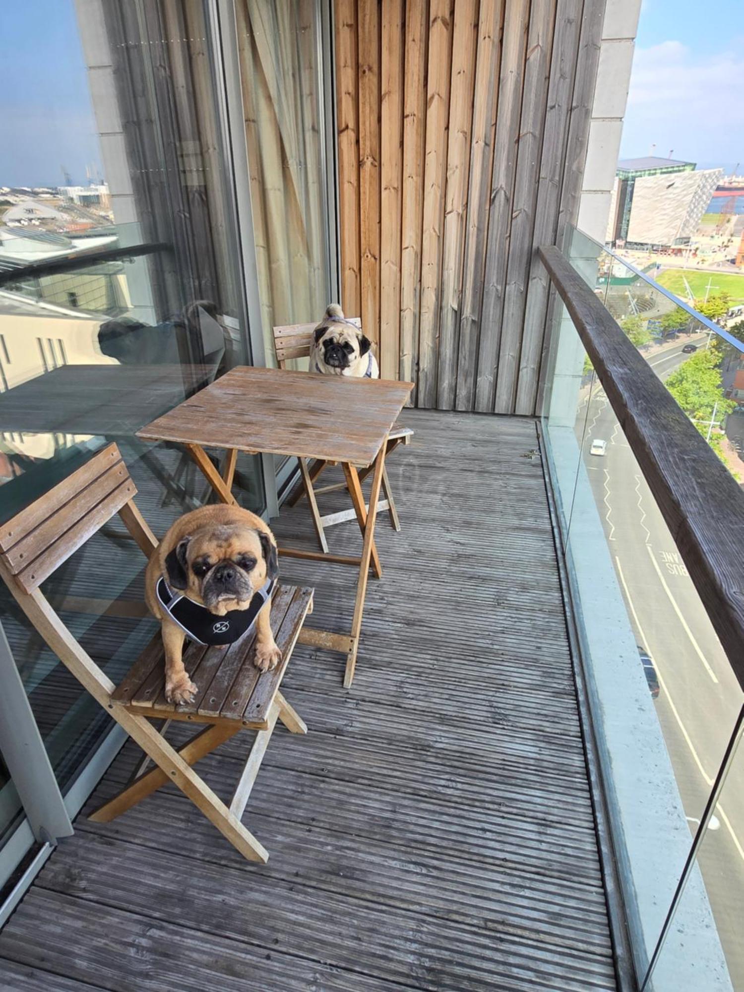 Benji & Milos Apartments 벨파스트 외부 사진